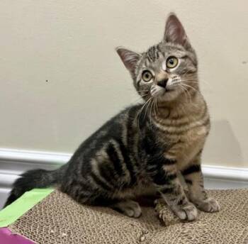 Polly (bonded with Penny) -  Tabby and Domestic Short Hair Cat for Adoption in Vaughan, Ontario - Polly (bonded With Penny) | PetCurious