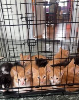 Rescue Domestic Medium Hair Cats for Adoption in Totowa, New Jersey - Halloween Litter | PetCurious