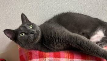 Domestic Short Hair Cats Available for Adoption in Willmar, Minnesota - Smokey | PetCurious