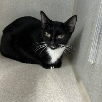 Domestic Short Hair Cats Available for Adoption in Morganton, North Carolina - Ranch | PetCurious