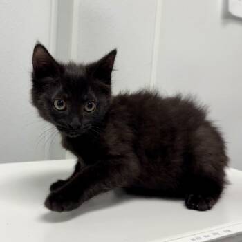Kallisto -  Domestic Medium Hair Cat for Adoption in Abilene, Texas - Kallisto | PetCurious