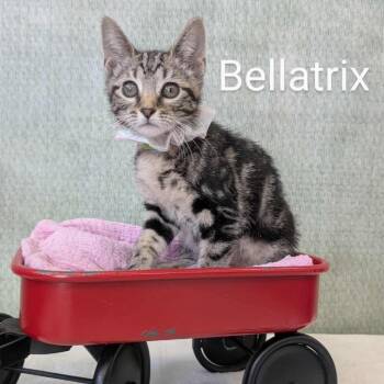 Domestic Short Hair Cats Available for Adoption - Bellatrix | PetCurious