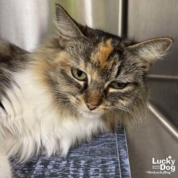 Domestic Long Hair Cats Available for Adoption in Washington, District Of Columbia - Fable | PetCurious