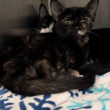 Ferry -  Domestic Short Hair Cat for Adoption in Pittsburgh, Pennsylvania - Ferry | PetCurious