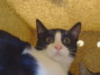 KENNY -  Domestic Short Hair Cat for Adoption in Sacramento, California - KENNY | PetCurious