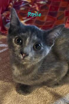 Rosie -  Dilute Tortoiseshell Cat for Adoption in Penndel, Pennsylvania - Rosie | PetCurious