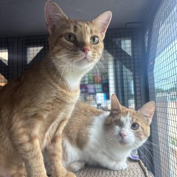 Eagle and Martha -  Domestic Short Hair Cat for Adoption in Pardeeville, Wisconsin - Eagle And Martha | PetCurious