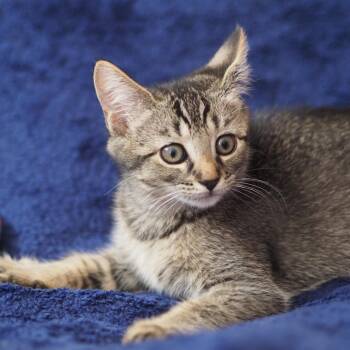 Moxie -  Domestic Short Hair Cat for Adoption in Brockton, Massachusetts - Moxie | PetCurious