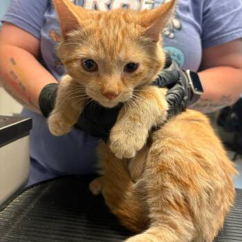 Popeye -  Domestic Short Hair Cat for Adoption in Huntington, West Virginia - Popeye | PetCurious