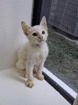 Whitey -  American Bobtail Cat for Adoption in Gainesville, Virginia - Whitey | PetCurious