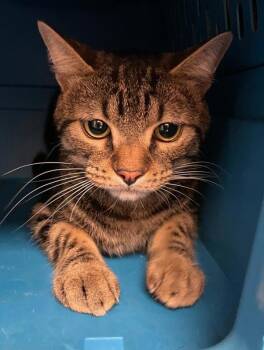 Rescue Domestic Short Hair Cats for Adoption in Raleigh, North Carolina - Sir Topham Hatt | PetCurious