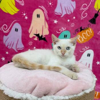 Pumpkin -  Siamese Cat for Adoption in Riverwoods, Illinois - Pumpkin | PetCurious