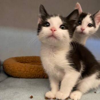 Domestic Short Hair Cats Available for Adoption in Dayton, Ohio - Cher | PetCurious