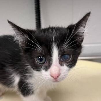 Iron man -  Domestic Short Hair Cat for Adoption in Greenville, South Carolina - Iron Man | PetCurious