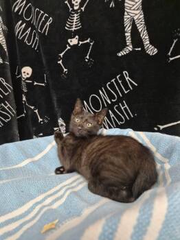 Pop -  Domestic Short Hair Cat for Adoption in Moundsville, West Virginia - Pop | PetCurious