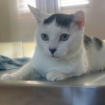 Tippy -  Domestic Short Hair Cat for Adoption in Chapel Hill, North Carolina - Tippy | PetCurious