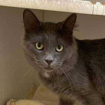 Rescue Domestic Medium Hair Cats for Adoption in Norwalk, Connecticut - Bingo | PetCurious