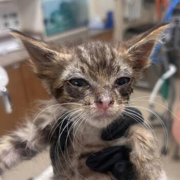 Garth Brooks -  Domestic Short Hair Cat for Adoption in Reno, Nevada - Garth Brooks | PetCurious