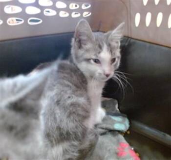 LUCKY -  Domestic Short Hair Cat for Adoption in Louisville, Kentucky - LUCKY | PetCurious