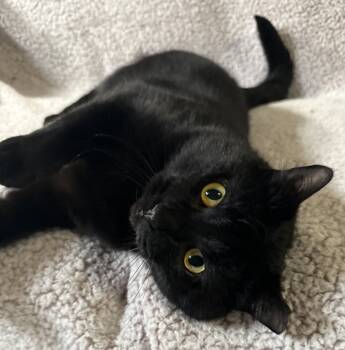 Rescue Domestic Short Hair Cats for Adoption in Lansing, Michigan - Hank (25-228 C) | PetCurious