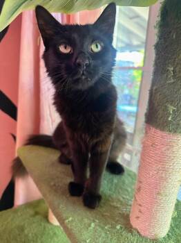 Frog -  Domestic Medium Hair Cat for Adoption in Brookings, Oregon - Frog | PetCurious