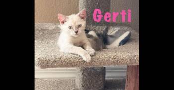 Gertie -  Siamese Cat for Adoption in Ruskin, Florida - Gertie | PetCurious
