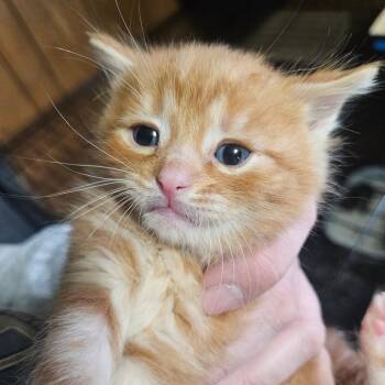 Domestic Short Hair Cats Available for Adoption in Watertown, New York - Peanut Butter | PetCurious
