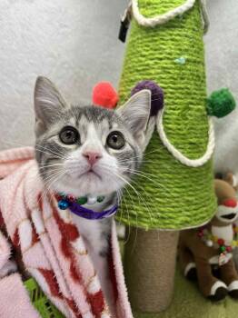 Rescue Tabby Cats for Adoption in Tavares, Florida - Brigid | PetCurious