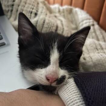 Domestic Short Hair Cats Available for Adoption - Naboo Randolph Ropitibopiti | PetCurious