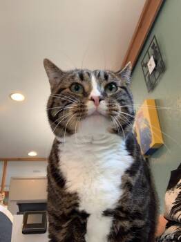Shachi -  Domestic Short Hair Cat for Adoption in Coupeville, Washington - Shachi | PetCurious