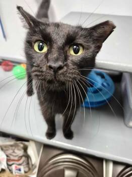 Rescue Domestic Short Hair Cats for Adoption in College Station, Texas - Remi | PetCurious