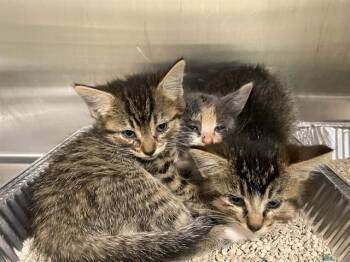 Domestic Short Hair Cats Available for Adoption in Tustin, California - KABOB | PetCurious