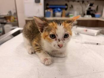 HONEY BUNCHES -  Domestic Short Hair Cat for Adoption in Baytown, Texas - HONEY BUNCHES | PetCurious