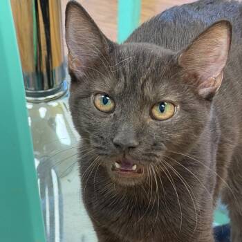 Beans -  Domestic Short Hair Cat for Adoption in Las Vegas, Nevada - Beans | PetCurious
