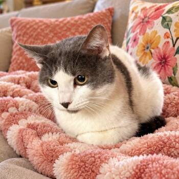 Norbee -  Domestic Short Hair Cat for Adoption in Buffalo, New York - Norbee | PetCurious