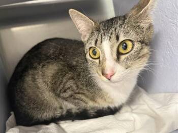 MOJITO -  Domestic Short Hair Cat for Adoption in Brentwood, Missouri - MOJITO | PetCurious