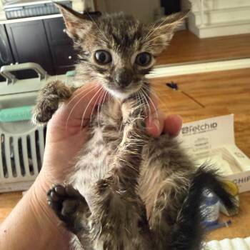 Domestic Short Hair Cats Available for Adoption in Tustin, California - Boots | PetCurious