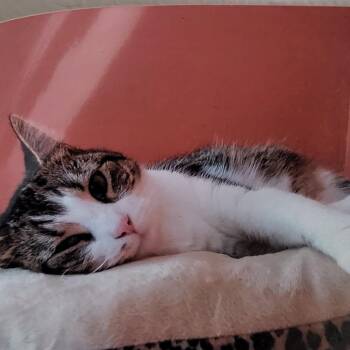 Gretchen -  Domestic Short Hair Cat for Adoption in Manchester, Connecticut - Gretchen | PetCurious
