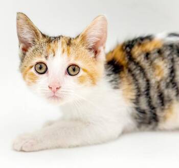 Mincy is MAGIC - Rainbow snuggly purrfection -  Torbie and Turkish Van Cat for Adoption in Bedford Hills, New York - Mincy Is MAGIC - Rainbow Snuggly Purrfection | PetCurious
