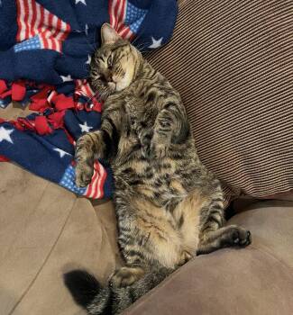 Domestic Short Hair Cats Available for Adoption in Maineville, Ohio - Smokey | PetCurious