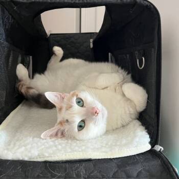 Rescue Domestic Short Hair Cats for Adoption - Fes | PetCurious