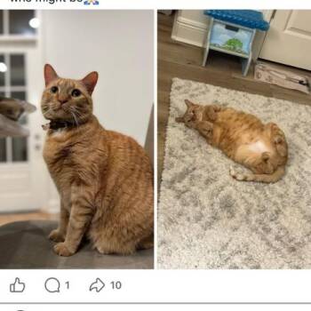 Tabby and American Shorthair Cats Available for Adoption - Jester | PetCurious