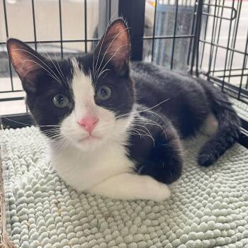Domestic Short Hair Cats Available for Adoption in Los Angeles, California - Dolcetto | PetCurious