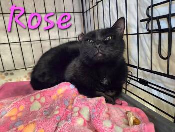 Rose -  Domestic Short Hair Cat for Adoption in Anna, Texas - Rose | PetCurious