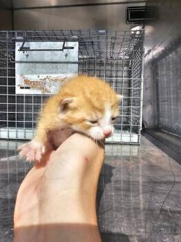 Rescue Domestic Short Hair Cats for Adoption in Dallas, Texas - PINTO | PetCurious