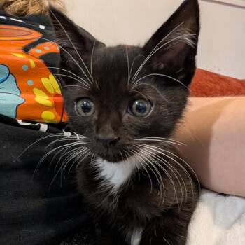 Rescue Domestic Short Hair Cats for Adoption in Madison, Wisconsin - Forky | PetCurious