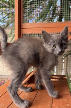 Rescue Domestic Medium Hair Cats for Adoption in Oceanside, California - Star | PetCurious