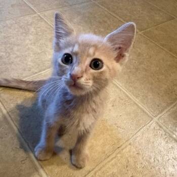 Comet -  Domestic Short Hair Cat for Adoption in Gainesville, Florida - Comet | PetCurious