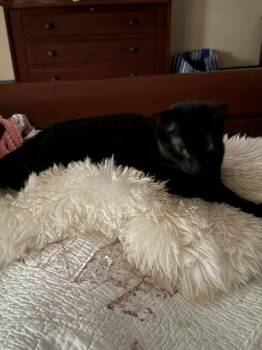 Maddie -  Domestic Short Hair Cat for Adoption in Warrington, Pennsylvania - Maddie | PetCurious