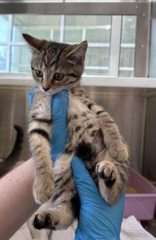 Shorty -  Domestic Short Hair Cat for Adoption in Westland, Michigan - Shorty | PetCurious
